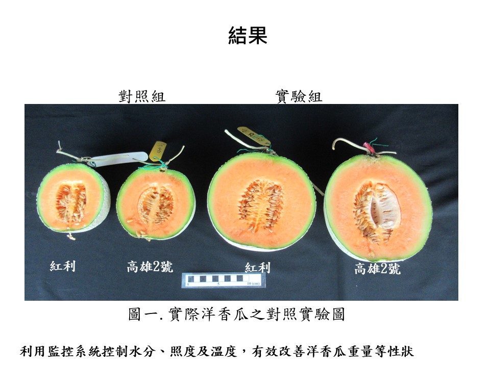 圖三. 實際洋香瓜之對照實驗圖