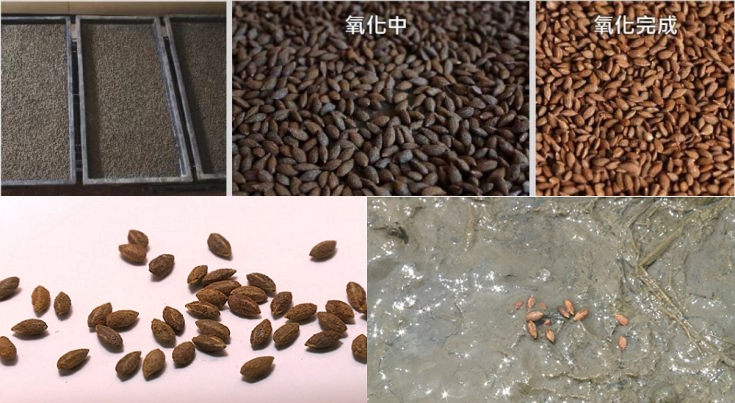 圖2、穀種披覆鐵粉需要氧化流程才能撒播到田裡。