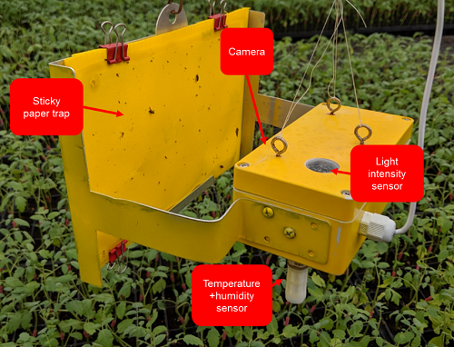 Sticky Traps for Indoor & Greenhouse Insect Monitoring