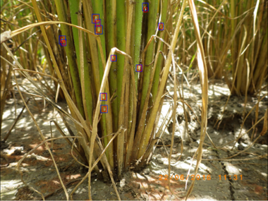 Figure 2 The test result of Model 6. Red boxes are the prediction results, and blue boxes denote the ground truth. A total of 10 planthoppers are detected. There are only 1 miss and 1 false alarm.