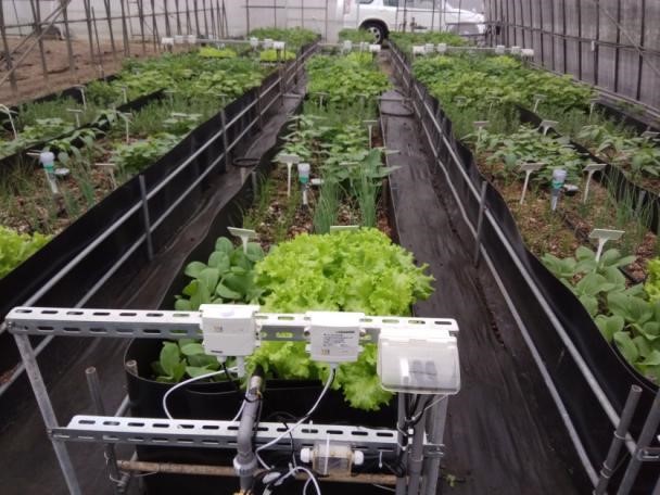 Taoyuan District Agricultural Research and Extension Station develops urban smart farming techniques using environmental sensors and controllers. 