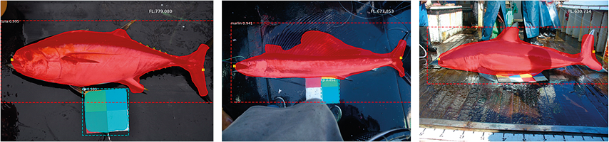 Detection of various fish