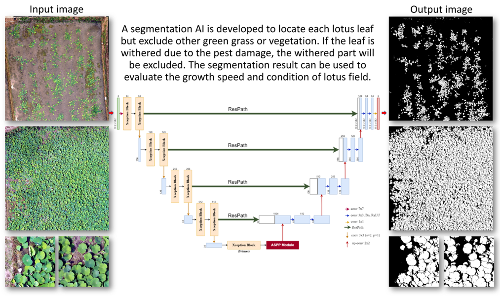 蓮花田空拍影像之自動葉片分割與面積佔比計算