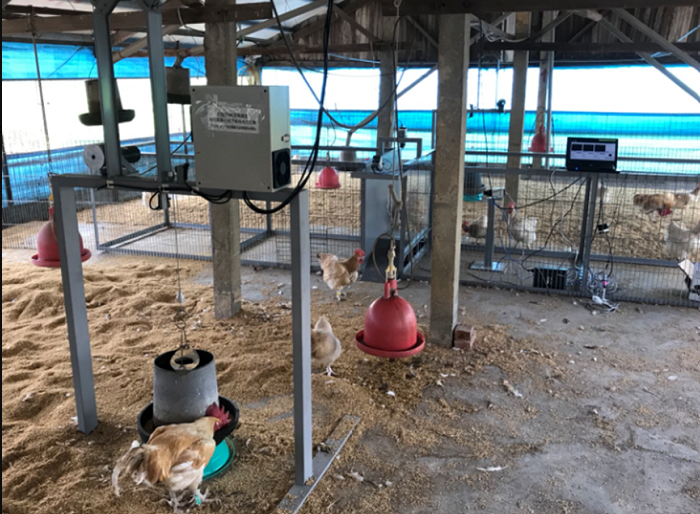 圖1、種雞篩選校正試驗系統，可取得五方向種雞影像