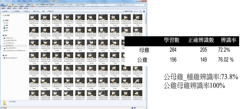 圖3、利用深度學習AI技術進行種雞影像大數據分析