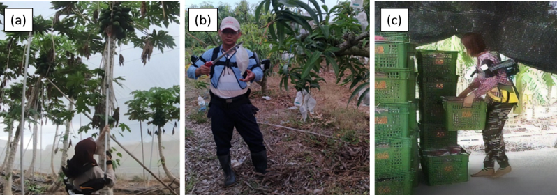 圖2、實地場域採收測試。圖(a)為木瓜園採摘實測圖；圖(b)為芒果園採摘實測採收；圖(c)為香蕉分裝場搬運實測圖。