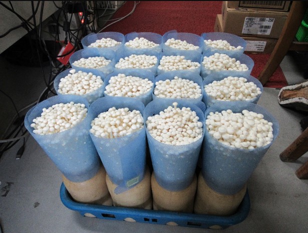 圖一、金針菇採收前於菇籃內所套裝之塑形護膜情形