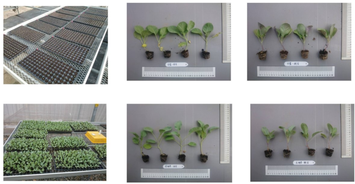圖3、甘藍苗生理參數資料蒐集