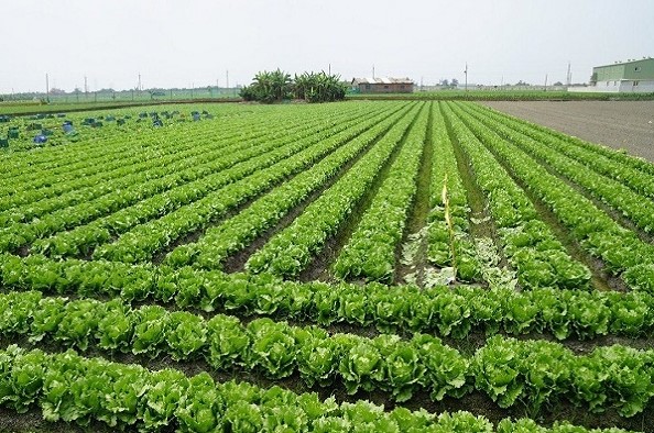 圖1、農委會農業試驗所計畫執行，台南區農業改良場及台灣生菜村合作，運用智慧農業與冷鏈管理等技術，外銷台灣精品生菜萵苣，並吸引國外廠家來台採購，外銷至中東大型通路進行販售。