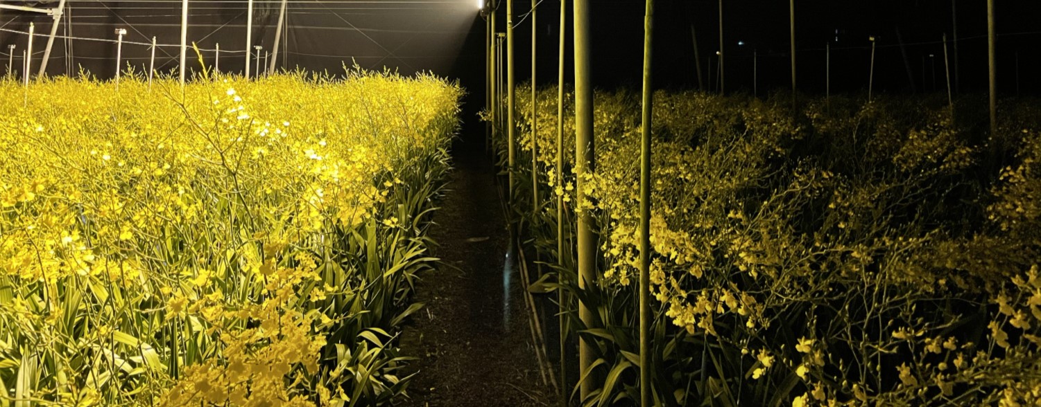 圖五、文心蘭智能補光技術可以大幅降低補光電費成本的支出外，同時大幅提升A級花量達50%以上