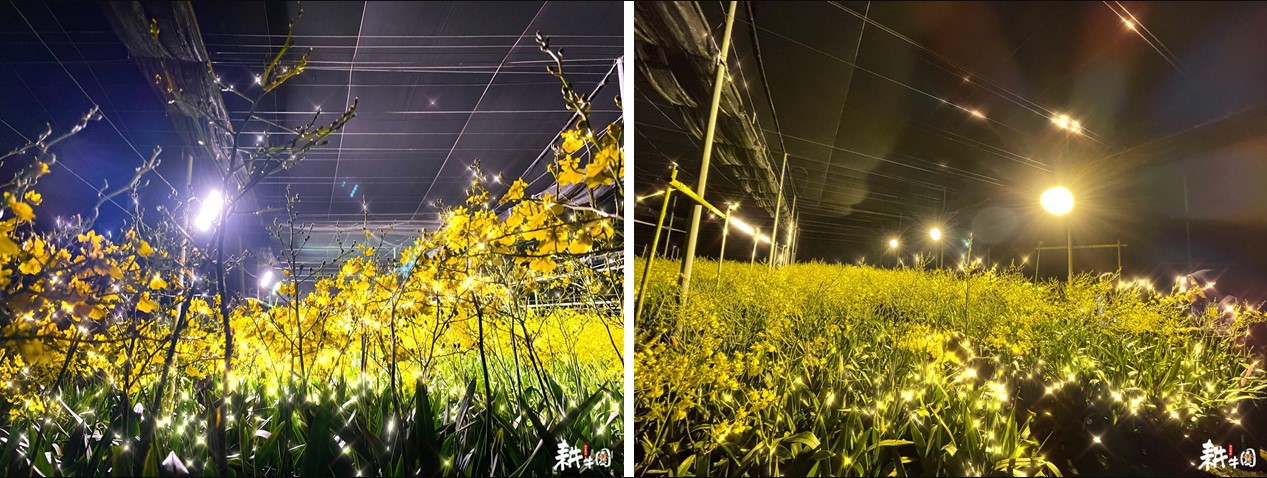 圖六、智能補光文心蘭的夜景呈現出與日間花海別完全不同的氛圍，金黃色的小花與光影巧妙地共舞