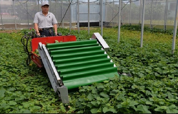電動葉菜散裝收穫機