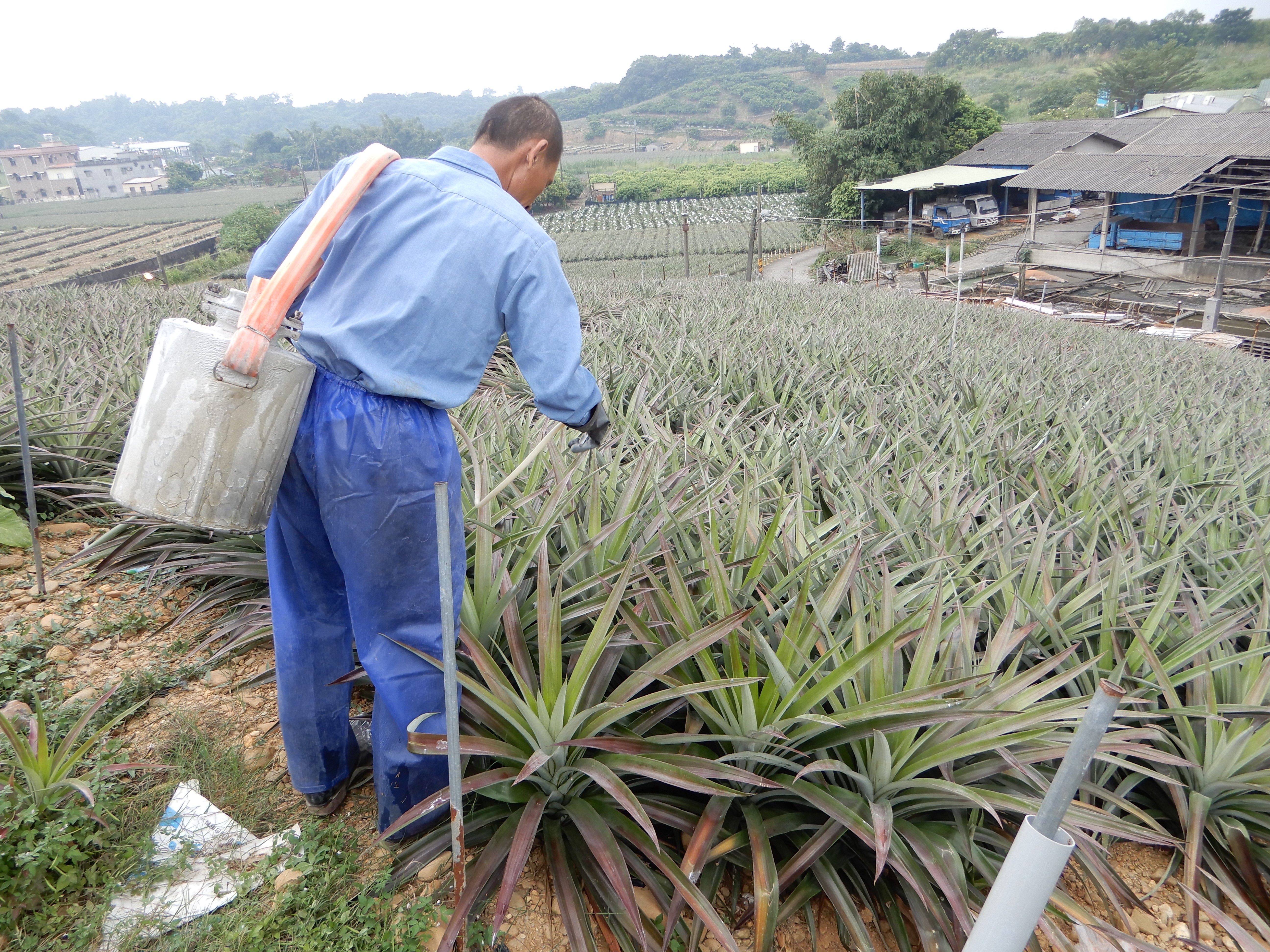 圖1. 人工噴注催花劑作業情形