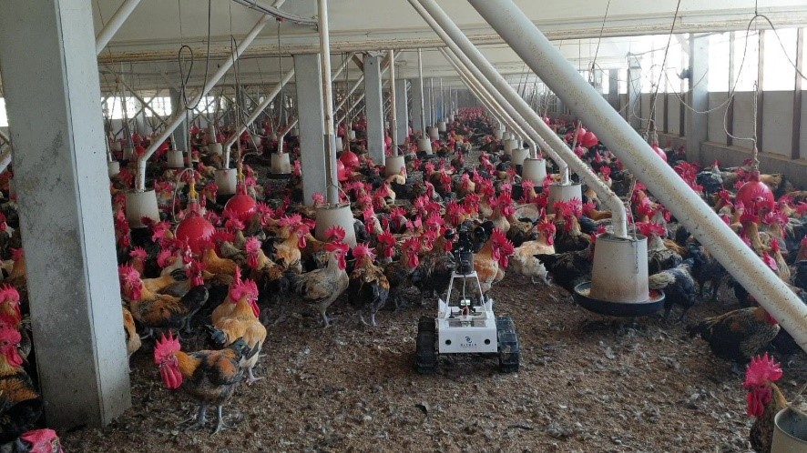 Figure 1. Chicken Herding Robots are perfect fitness coaches that keep flocks of chickens in good shape.