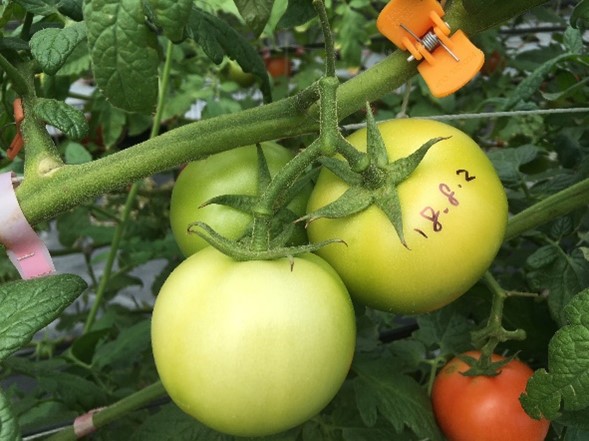 Photo of Large-fruited Tomato under Test