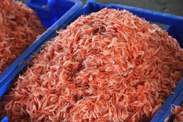 Fig. 1 - sergia lucens (sakura shrimp)