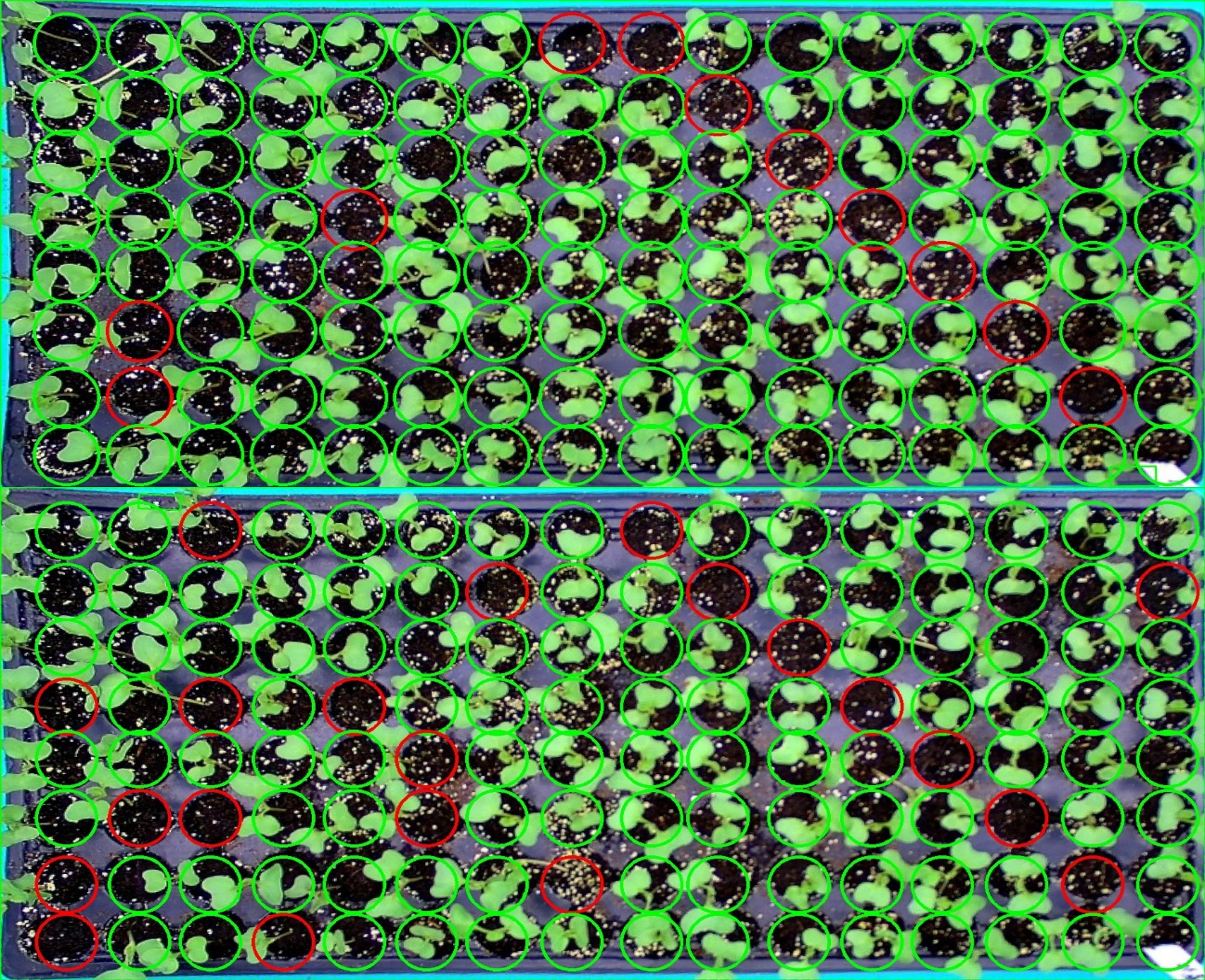 Figure 2. Automatic detection of tray positions in the image, followed by the image recognition of 128 seedlings. *Red indicates non-compliant seedlings; green indicates compliant seedlings.
