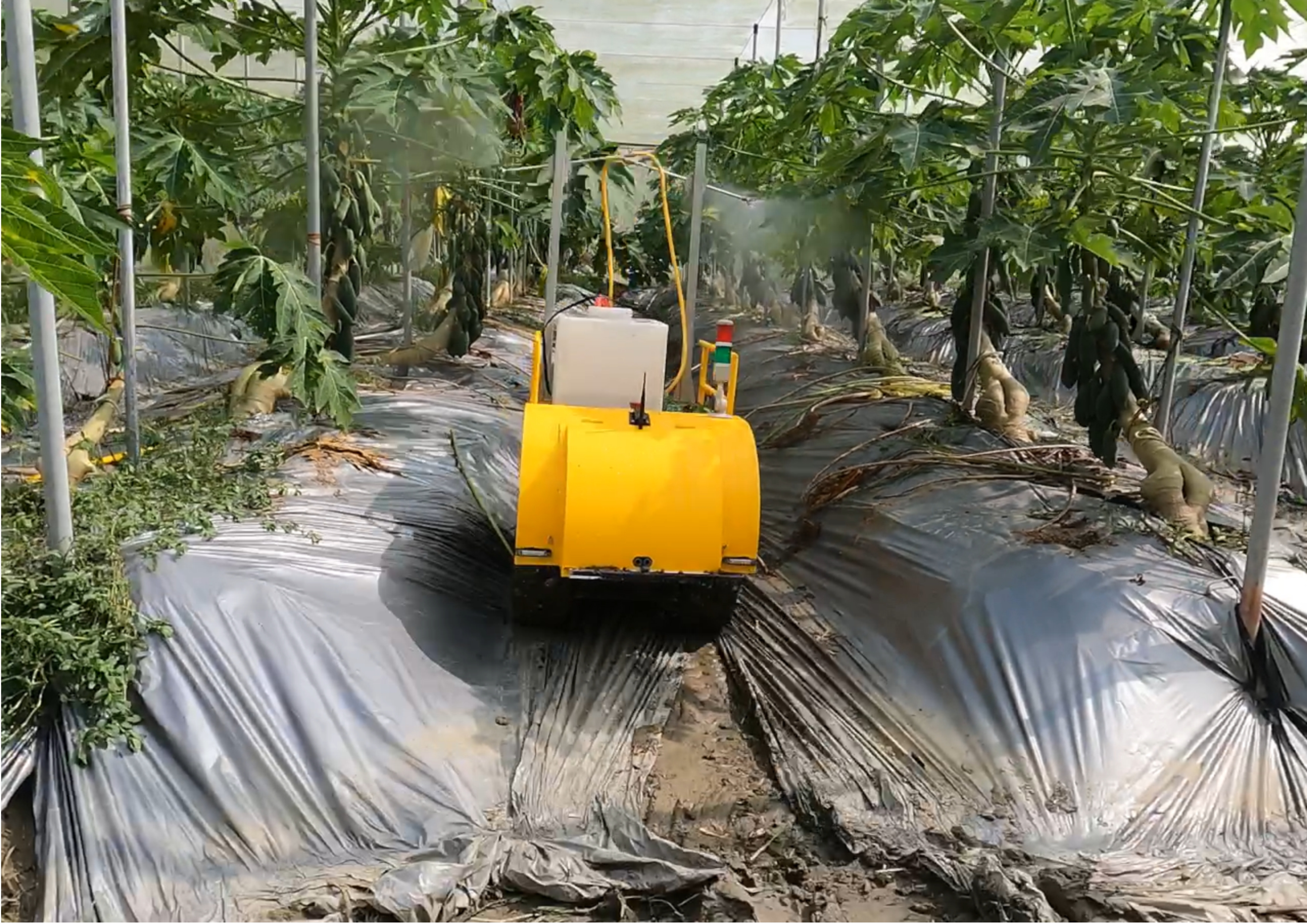 Figure 2: Vehicle testing in papaya greenhouse