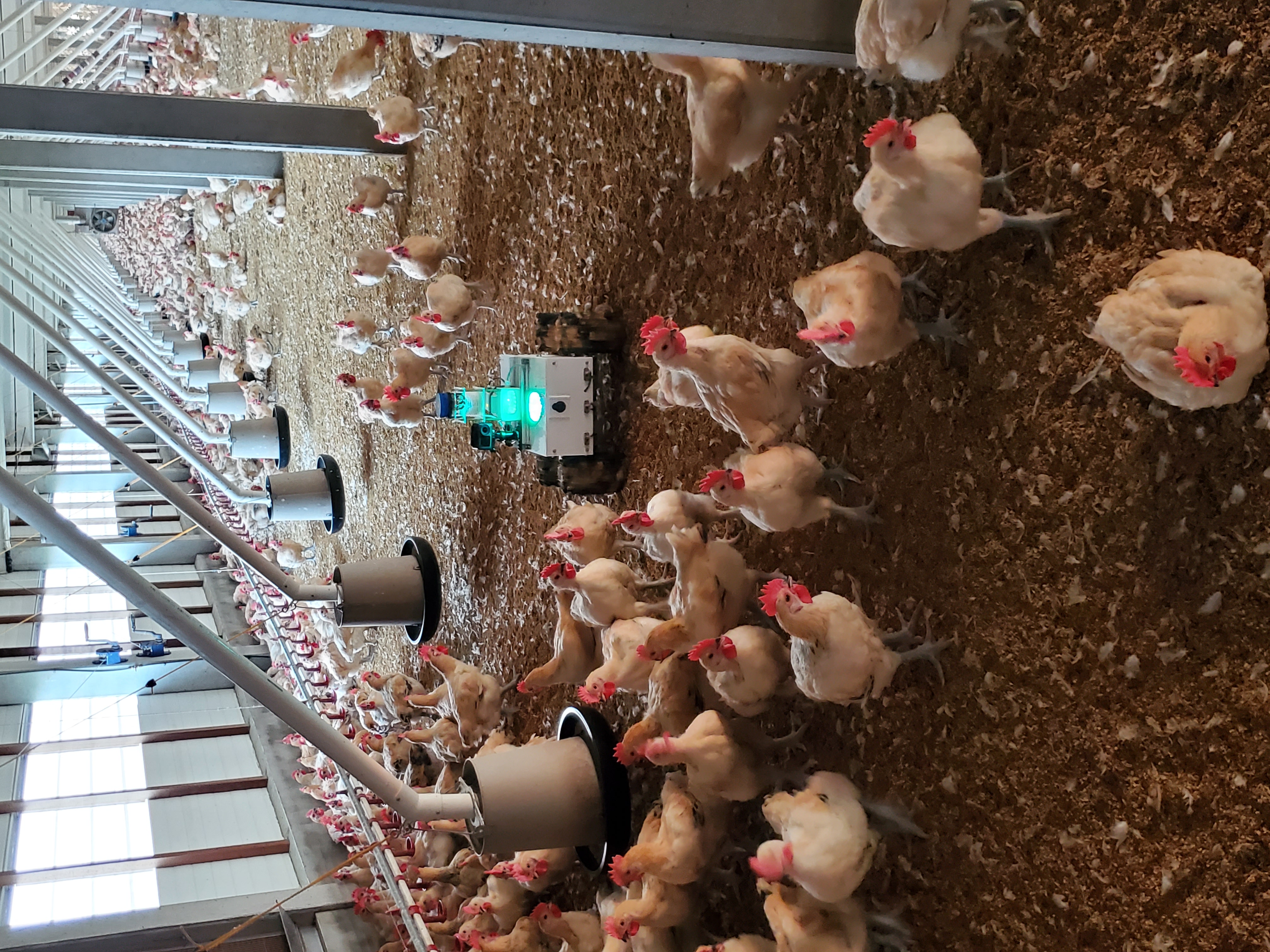 Fig.3. A photo of a robot patrolling autonomously in a chicken coop (III).