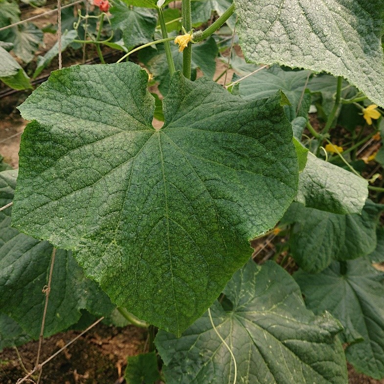 圖三、葉面水珠分布概況