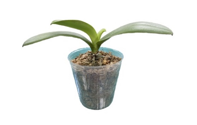 圖四、蝴蝶蘭機械化裝盆效果