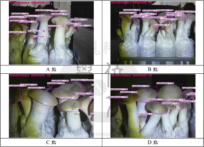 圖5. 杏鮑菇辨識與數量的計算