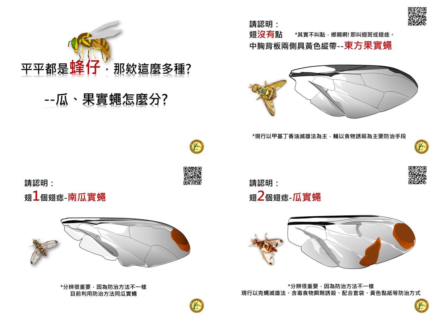 圖3、簡易區分瓜、果實蠅圖卡 (本示意圖翅斑以紅褐色標示)
