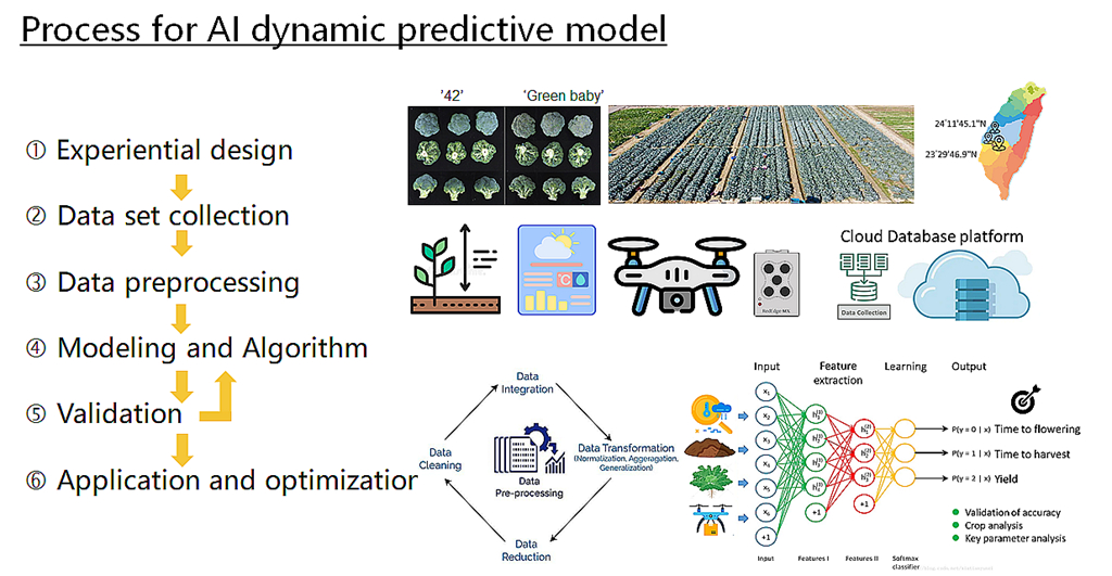 青花菜動態生育預測模型建立流程