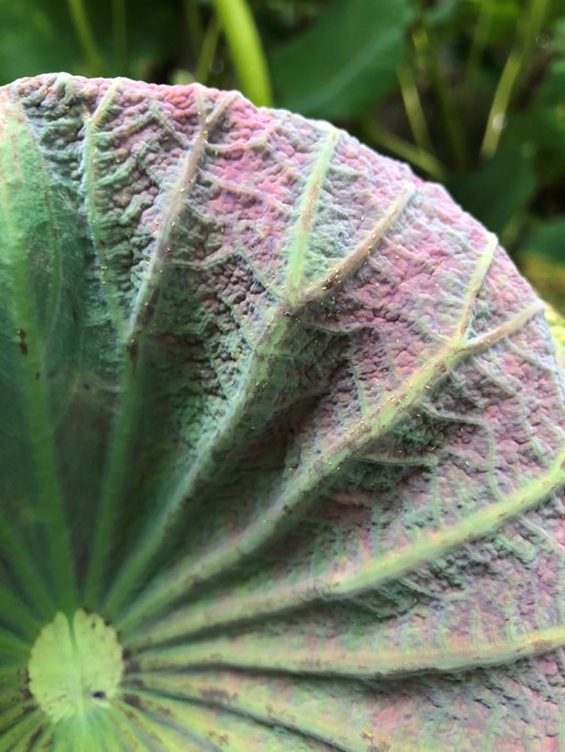 圖2、蓮花小黃薊馬危害情形，造成蓮葉皺縮