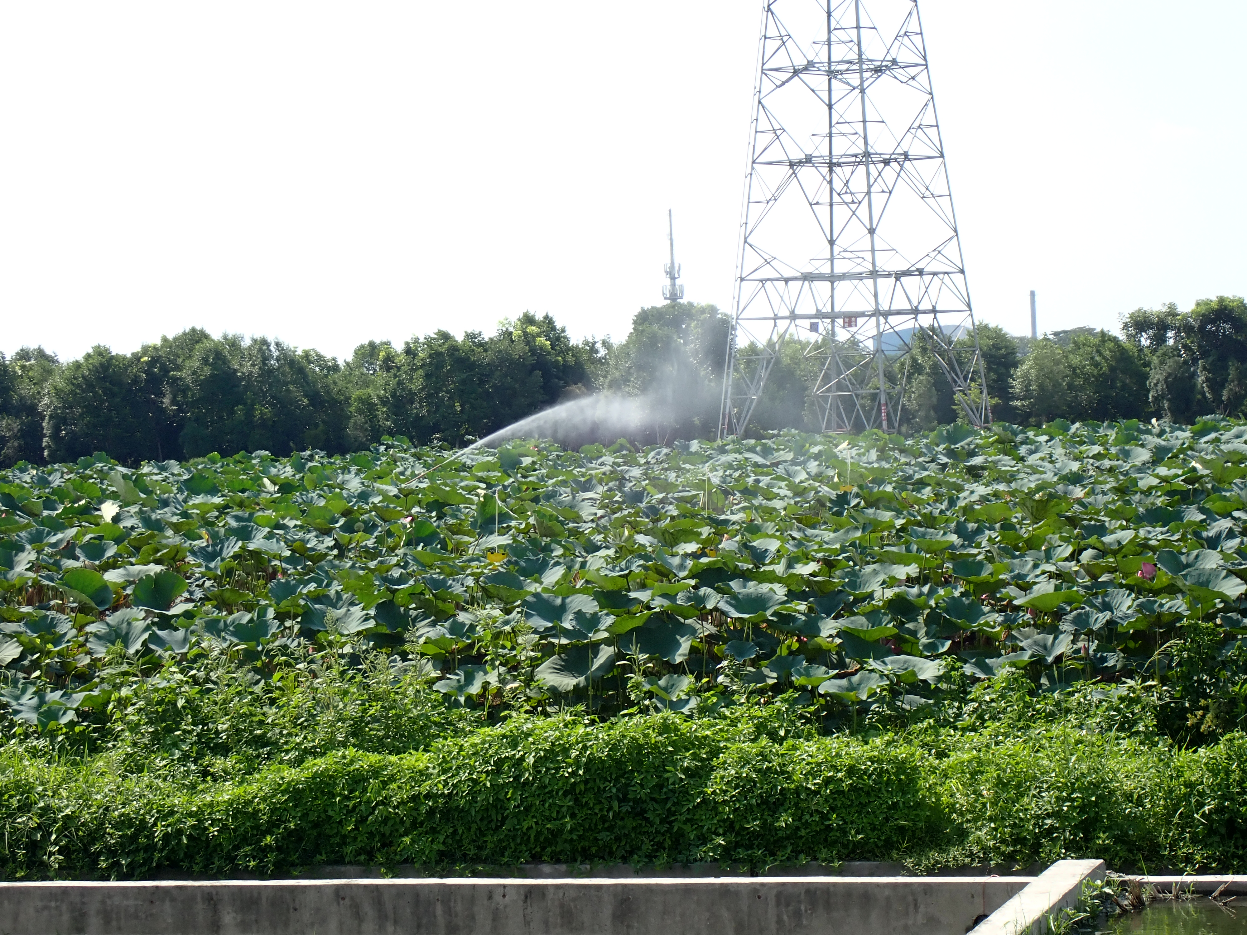 圖4、田間人工拉管噴藥作業情形