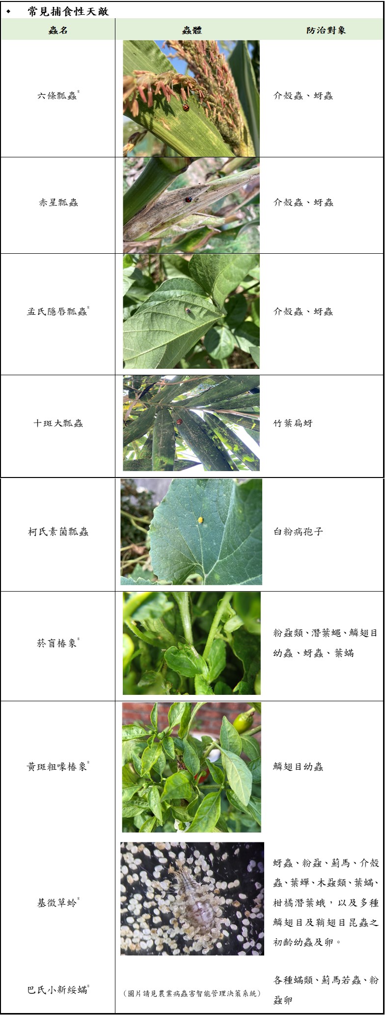 表1、常見的捕食性天敵種類(*為國內已存在商品)