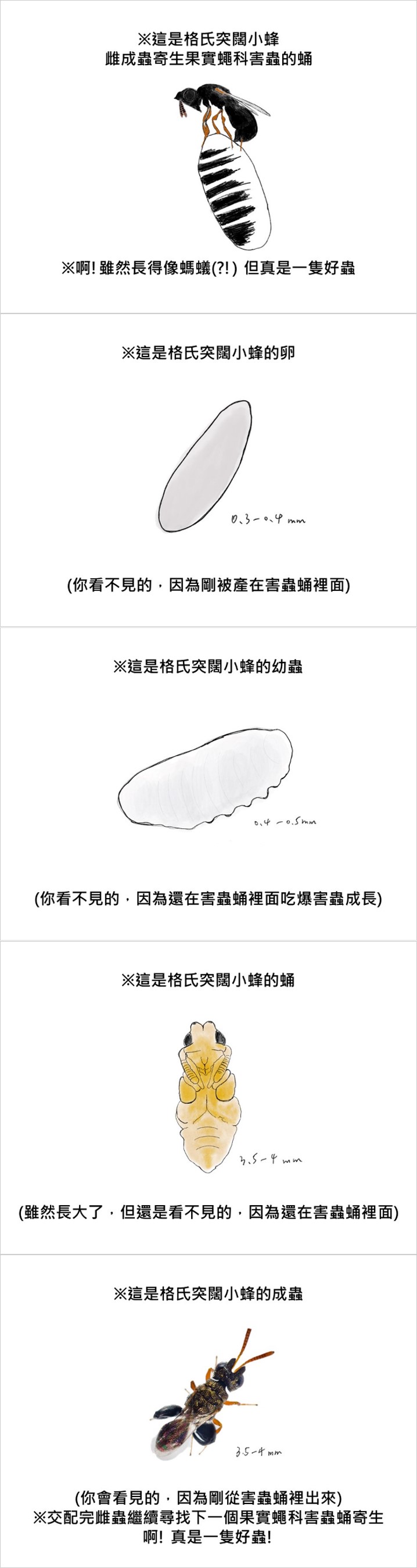 圖1、以格氏突闊小蜂為例說明寄生性天敵寄生寄主過程