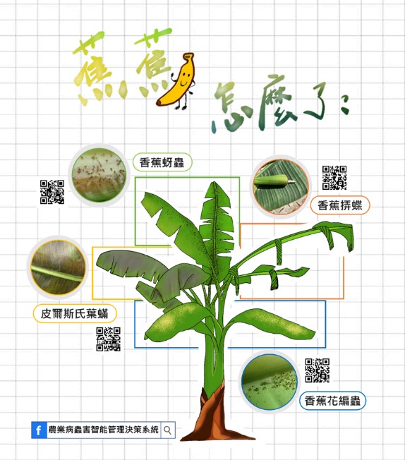 Figure 1. What’s Happened to the banana leaves? – Overview of pests and the damage they cause to banana plants.