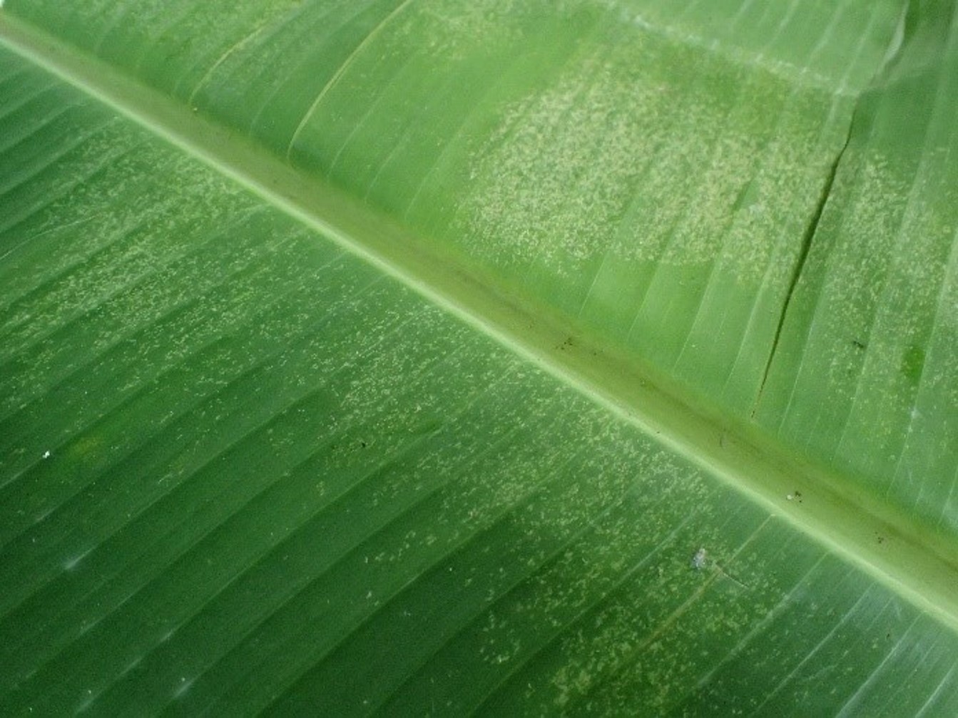 Figure 4. Affected leaves initially show yellowish-white discoloration, later turning into rust-colored blotches.