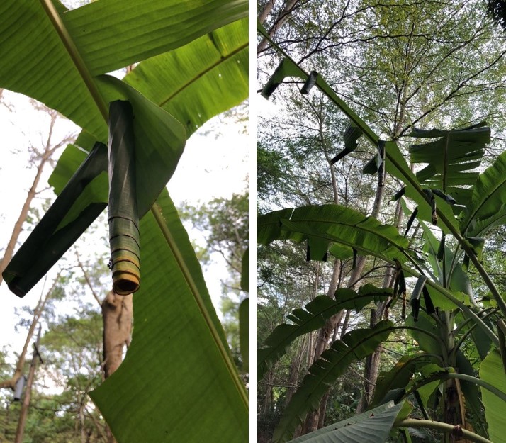 Figure 2. Erionota torus caterpillars roll up leaves into tubes to hide inside (left), causing extensive damage to the leaf surface (right).